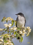 Eastern Kingbird 3993